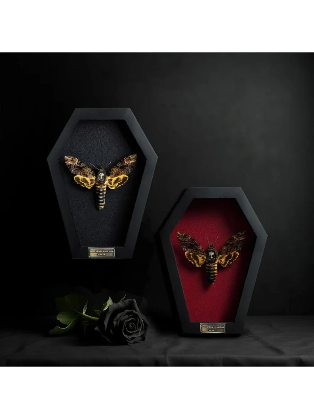Gothic White Skull Death Head Moth 7